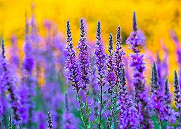 《逐光之旅》PC和NS双平台发售 原声音乐免费上架